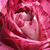 Różowy  - Róże rabatowe floribunda - Purple Tiger